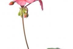geranium