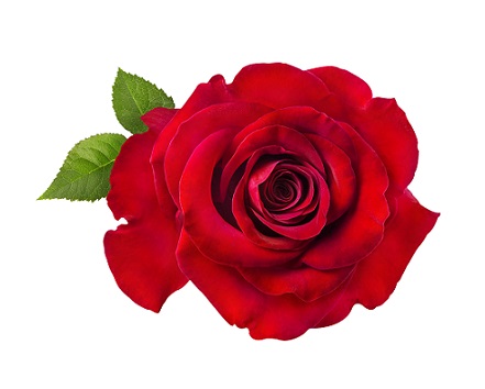 Rose from Iran