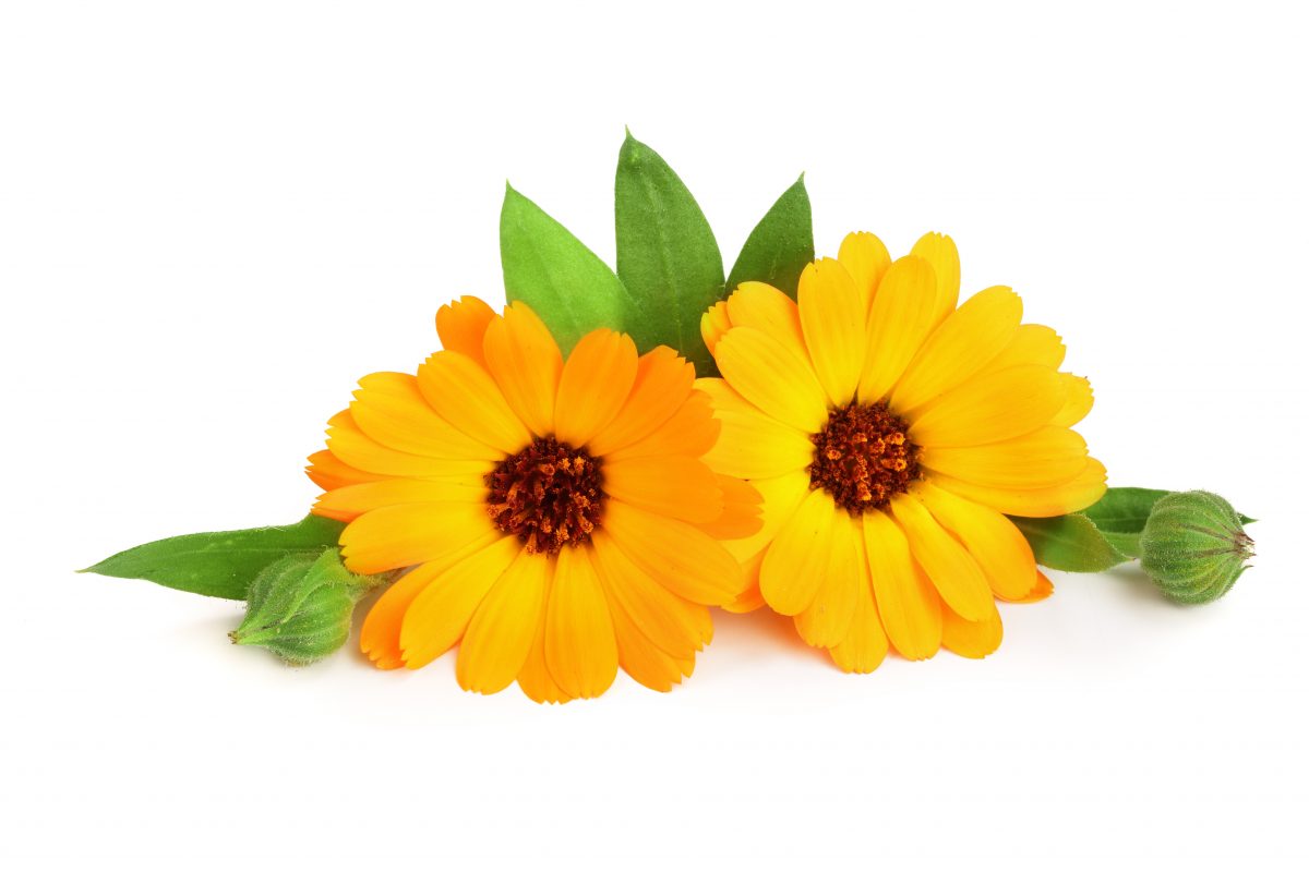 Calendula from Egypt