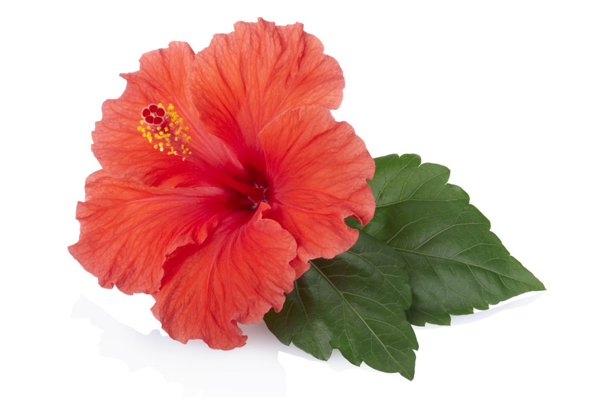 Hibiscus from Burkina Faso