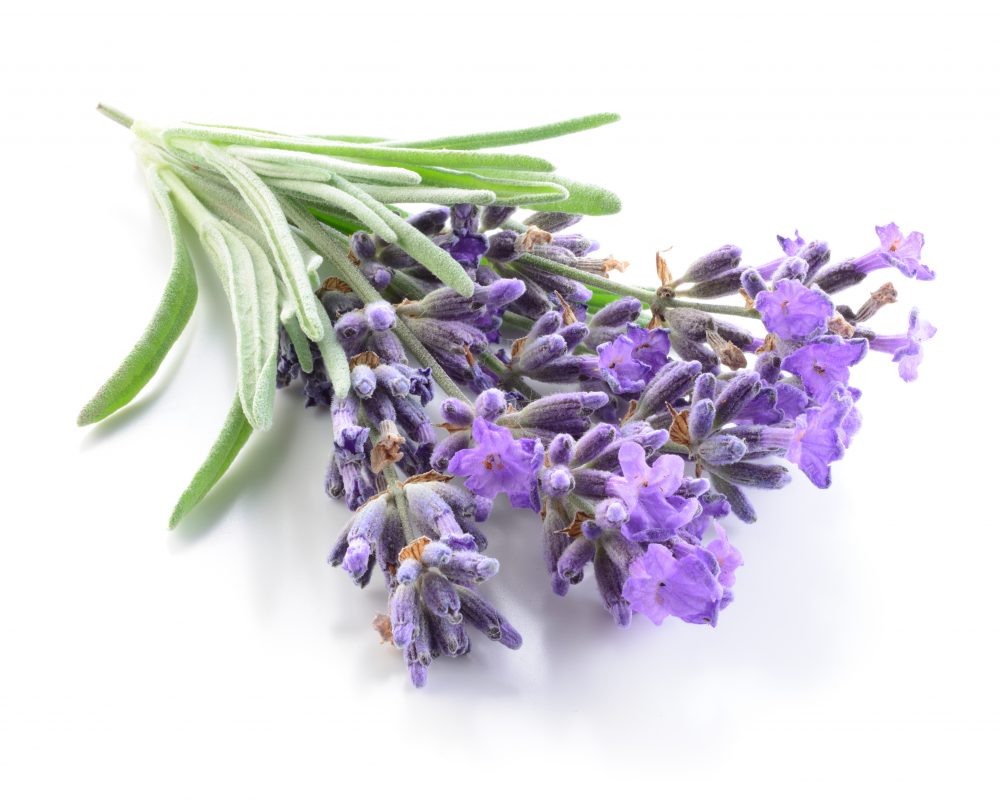 Lavender from France