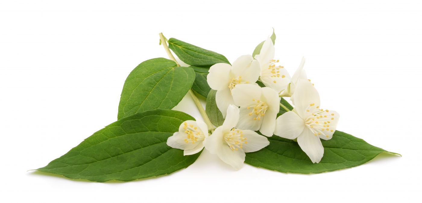 Orange blossom from Lebanon